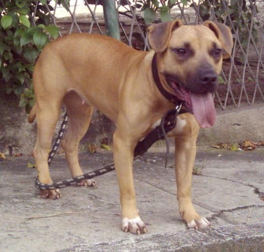 Photo of the dog