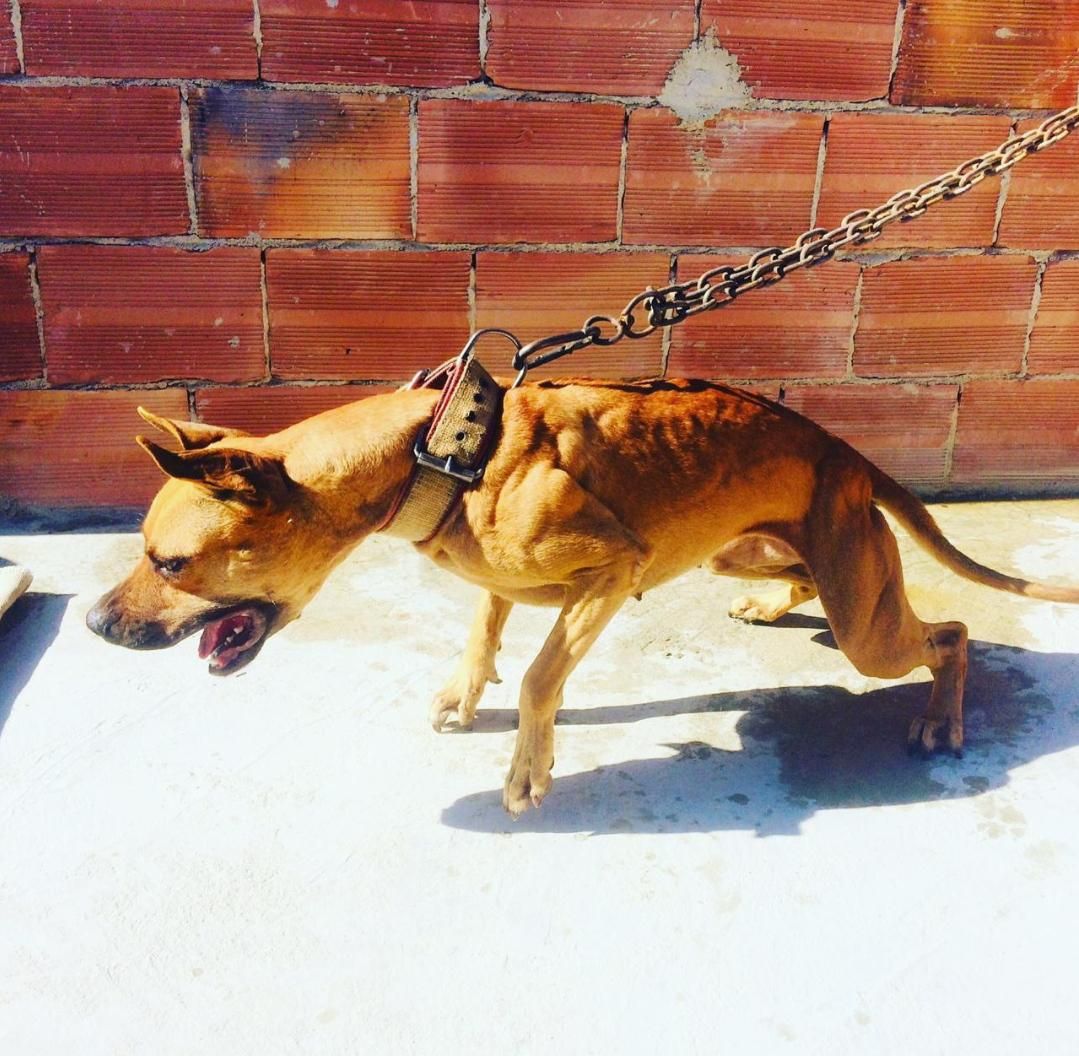 Photo of the dog