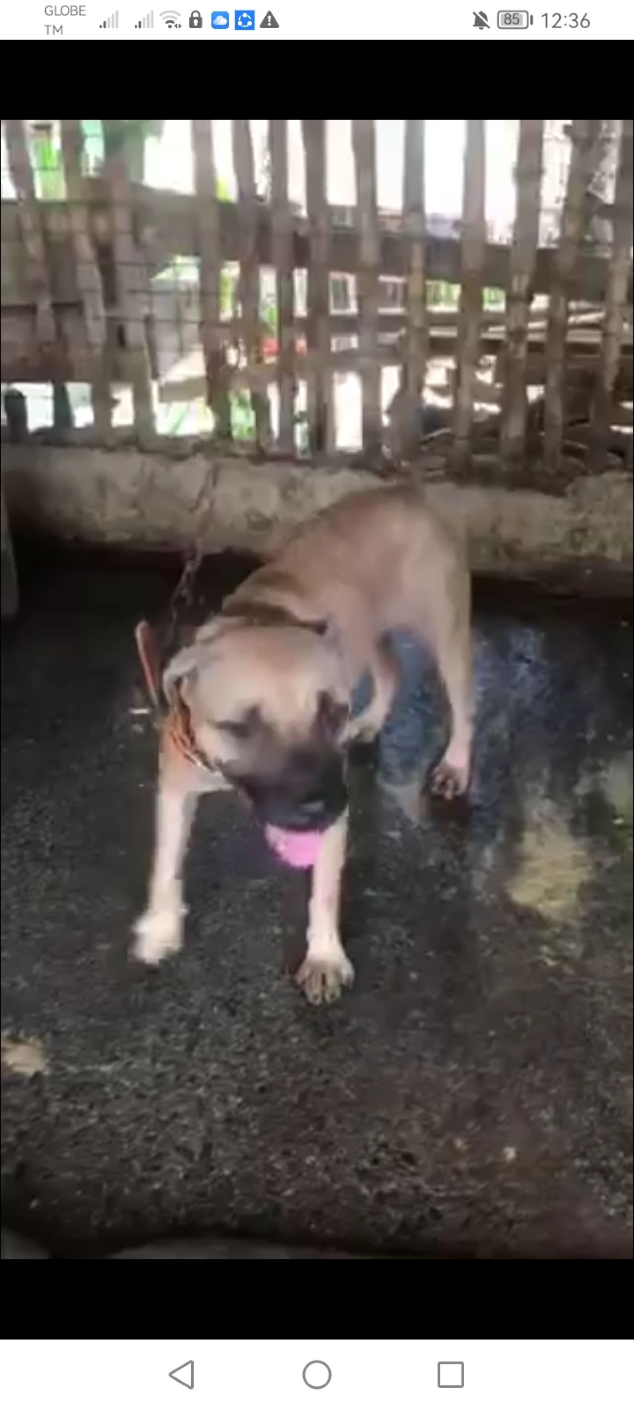 Photo of the dog