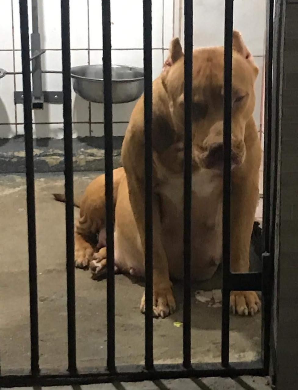 Photo of the dog