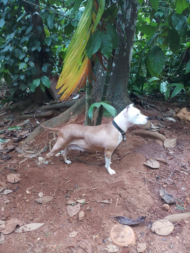 Photo of the dog