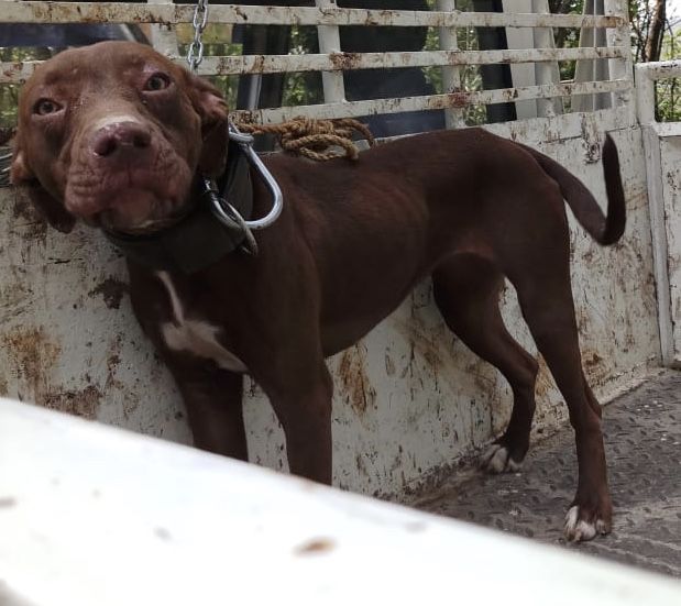 Photo of the dog