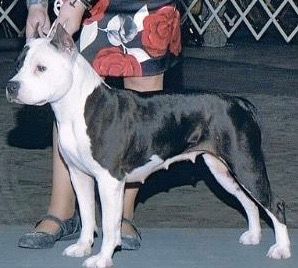 Photo of the dog