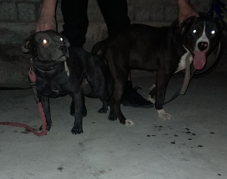 Photo of the dog