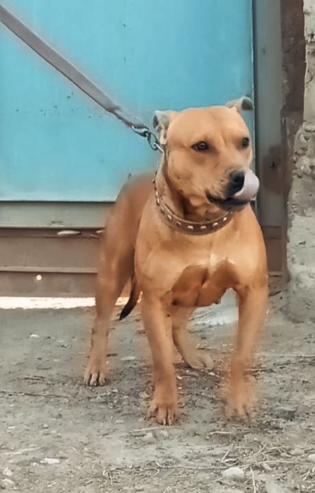 Photo of the dog