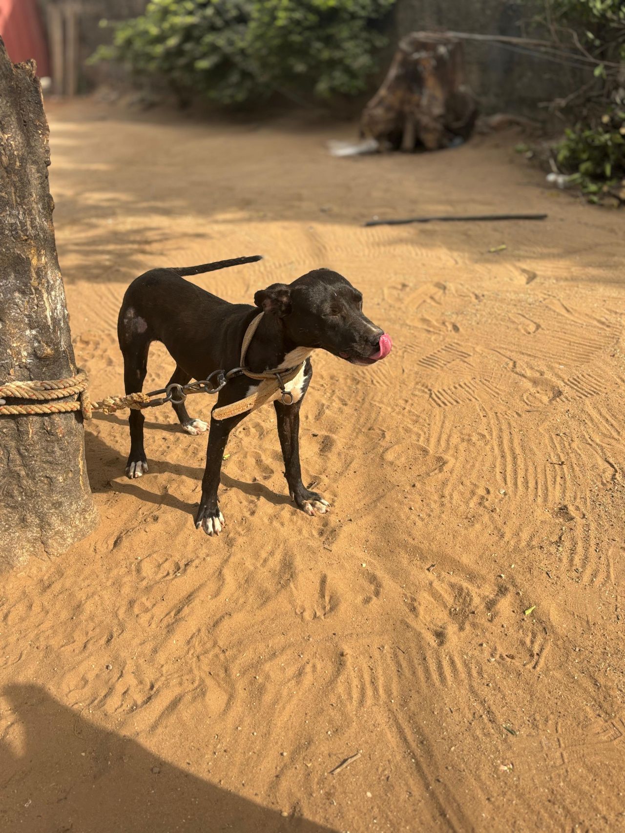 Photo of the dog