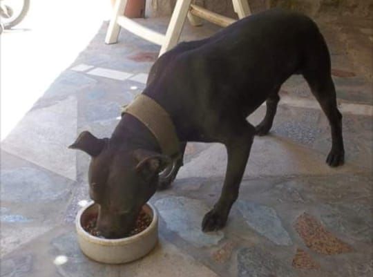 Photo of the dog