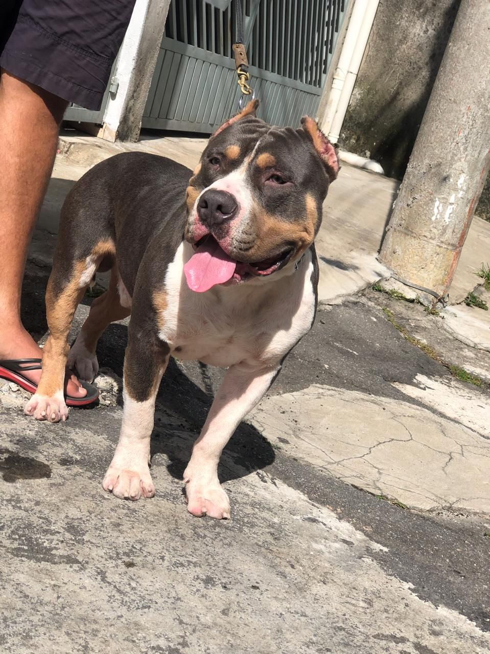 Photo of the dog