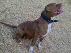 Photo of the dog