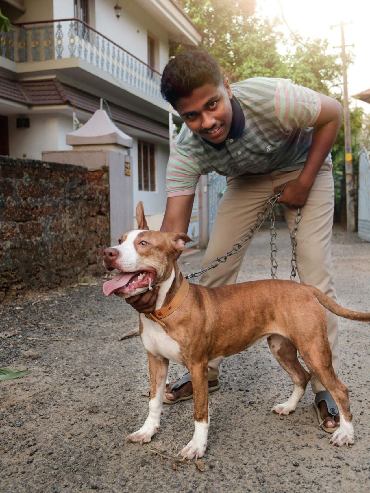 Photo of the dog