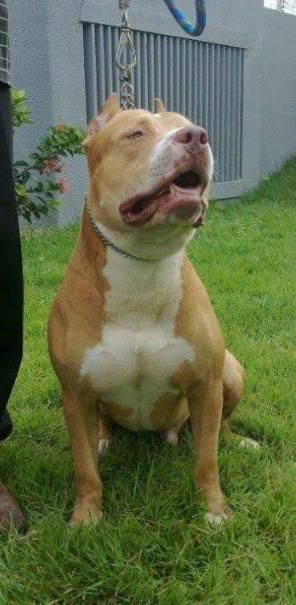Photo of the dog