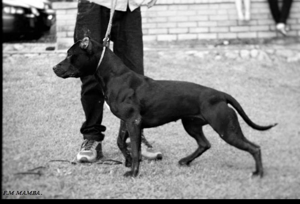 Photo of the dog