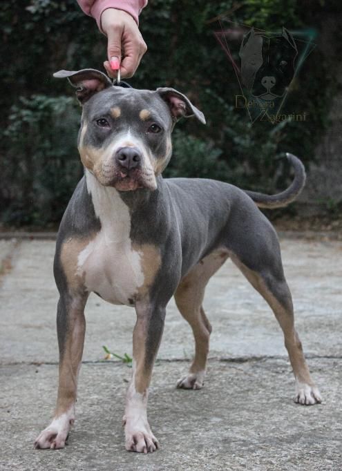 Photo of the dog