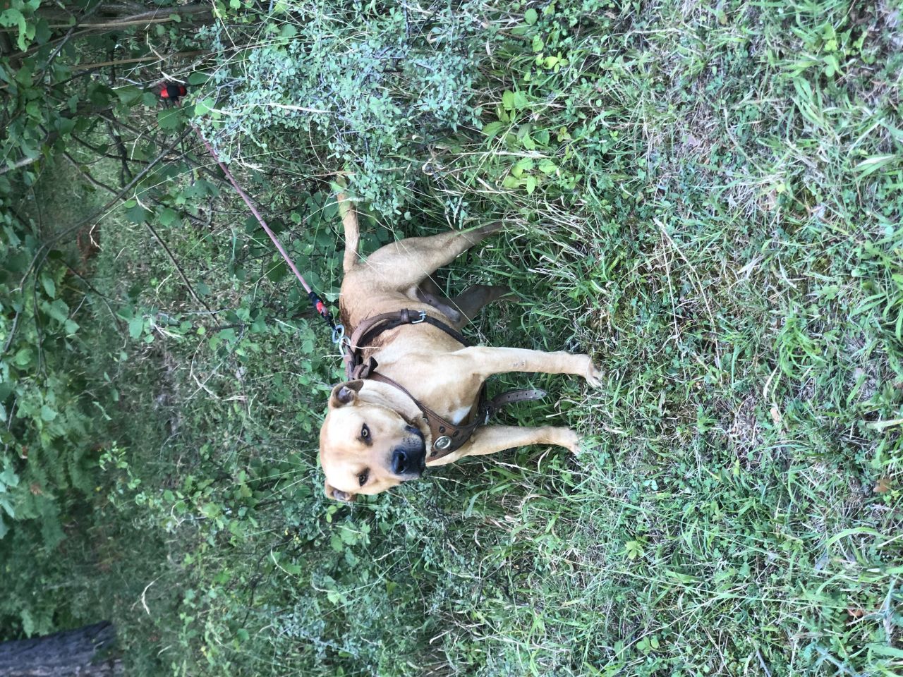 Photo of the dog