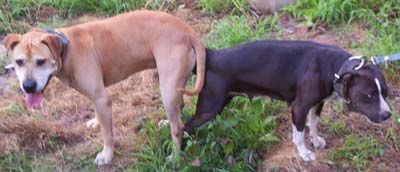 Photo of the dog