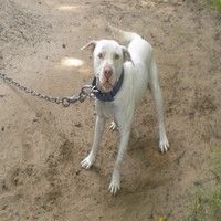 Photo of the dog