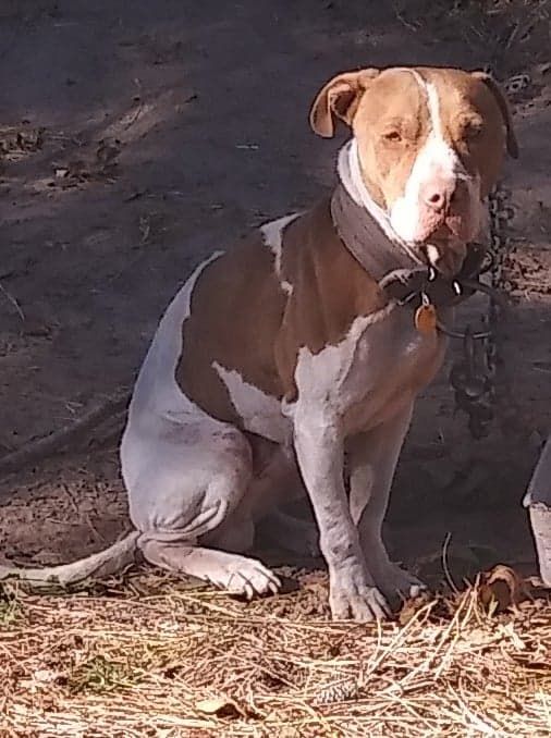 Photo of the dog