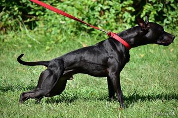 Photo of the dog