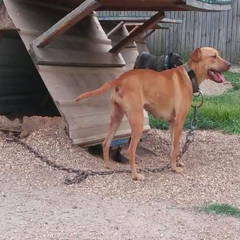 Photo of the dog