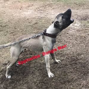 Photo of the dog