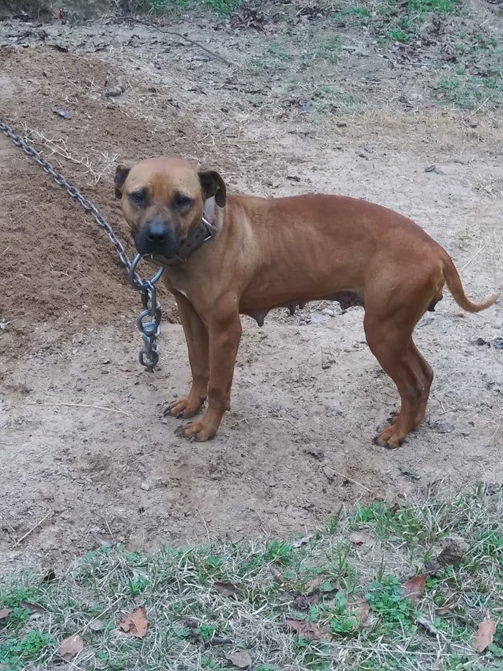 Photo of the dog