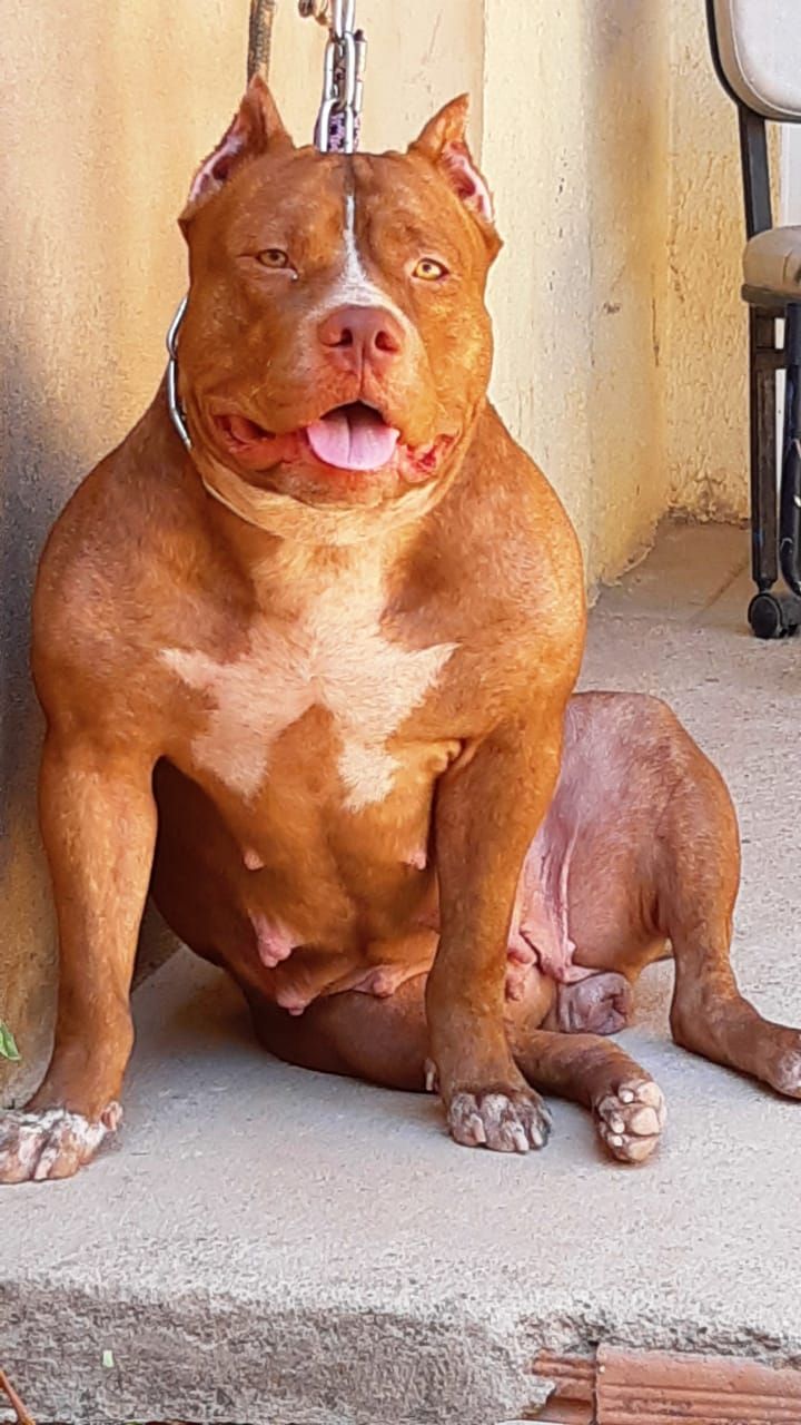 Photo of the dog