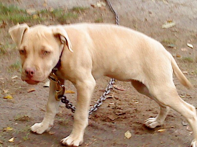Photo of the dog