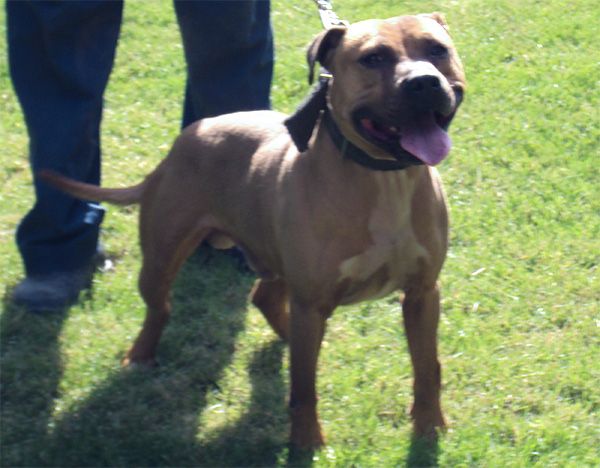 Photo of the dog