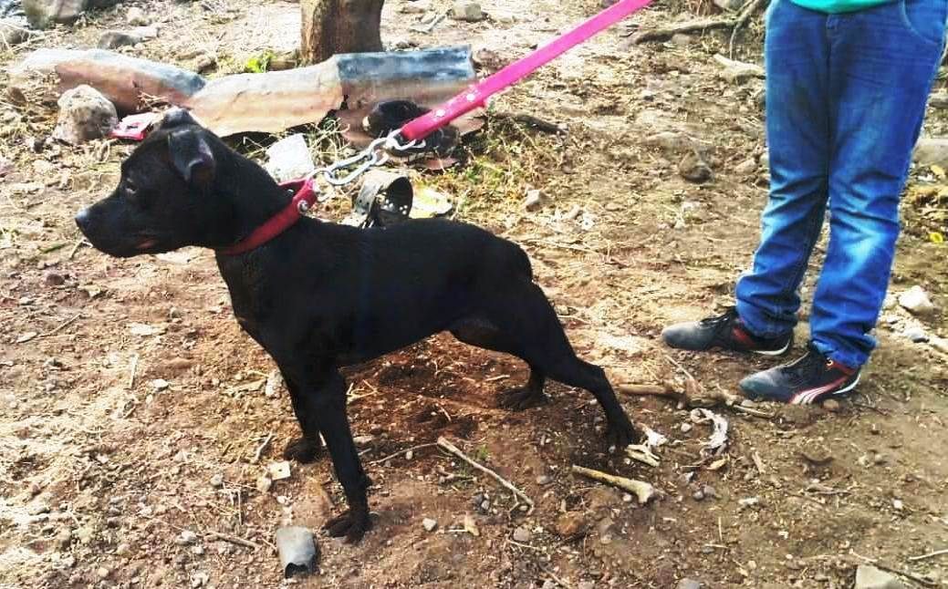 Photo of the dog