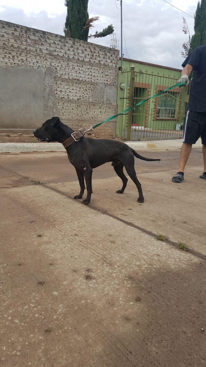 Photo of the dog