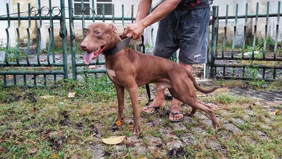 Photo of the dog