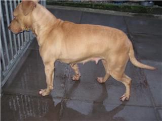 Photo of the dog