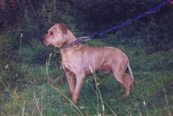 Photo of the dog