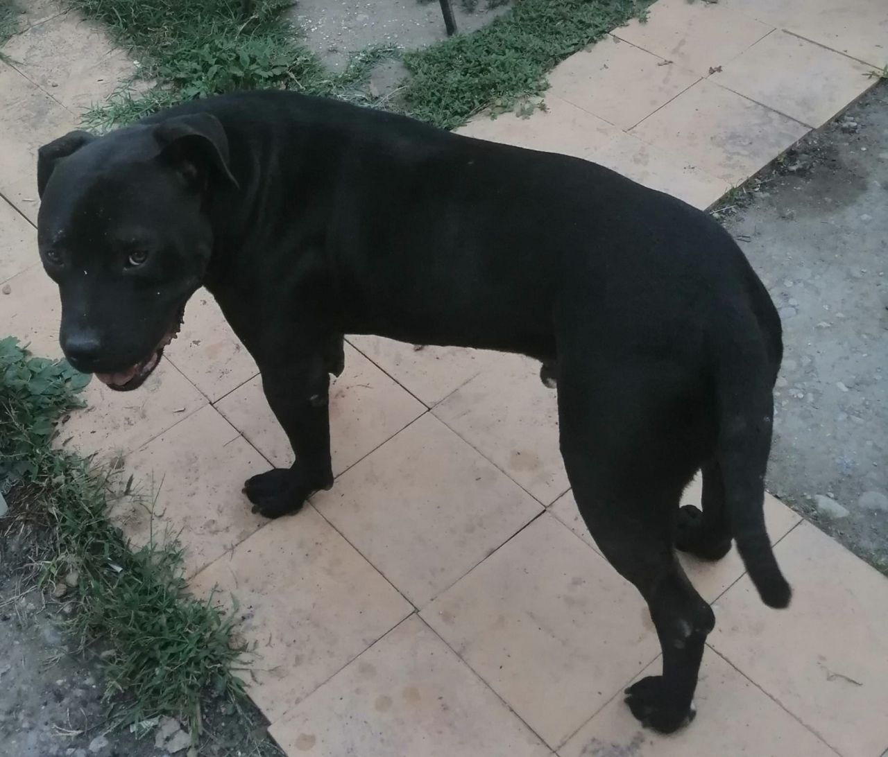 Photo of the dog