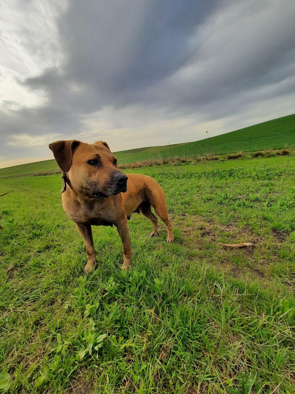 Photo of the dog
