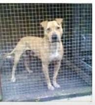 Photo of the dog