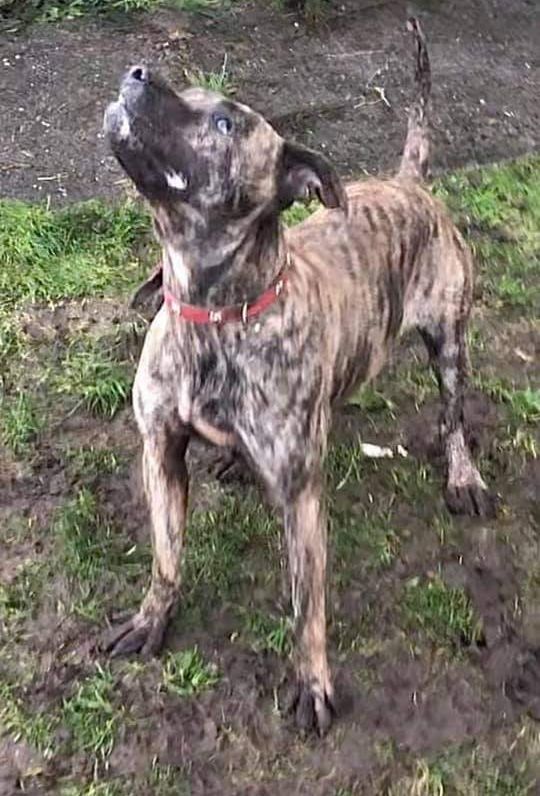 Photo of the dog