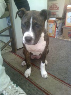 Photo of the dog