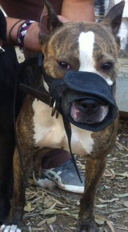 Photo of the dog