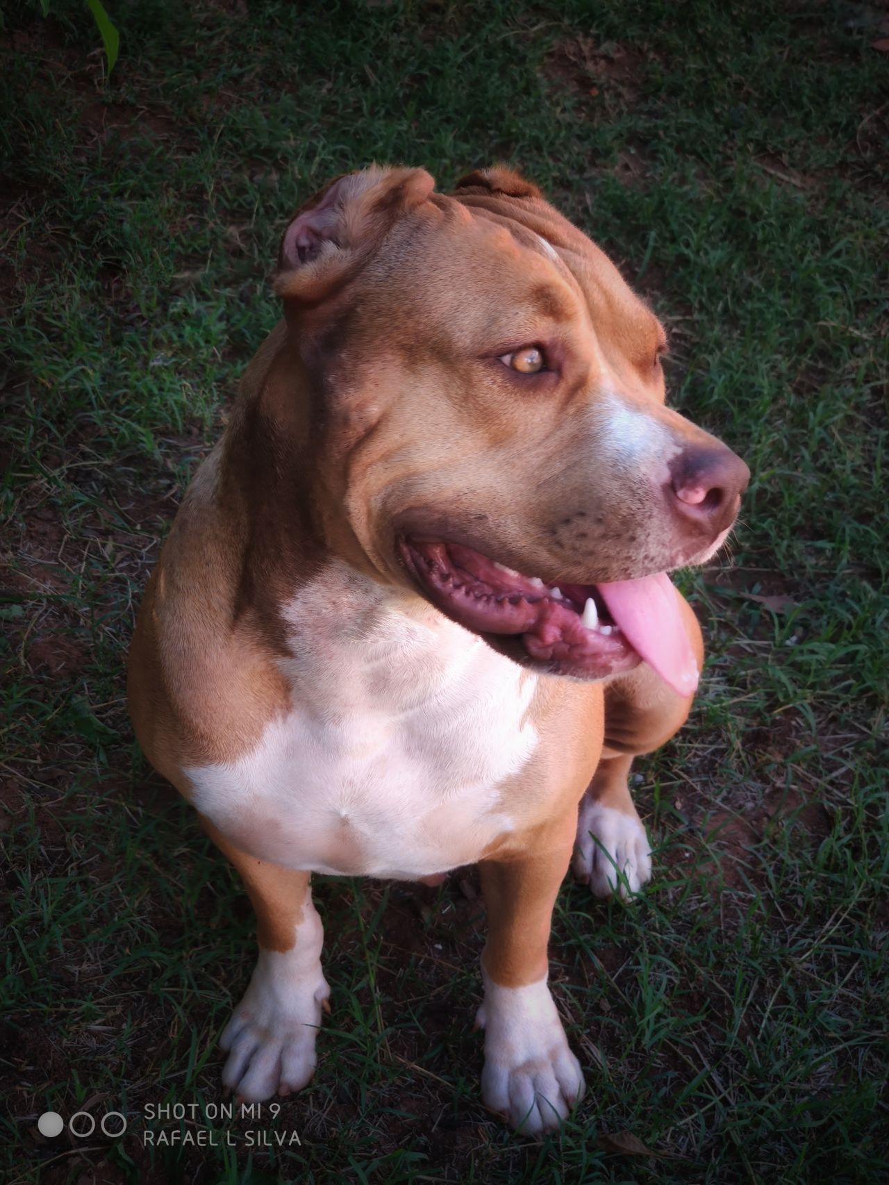 Photo of the dog