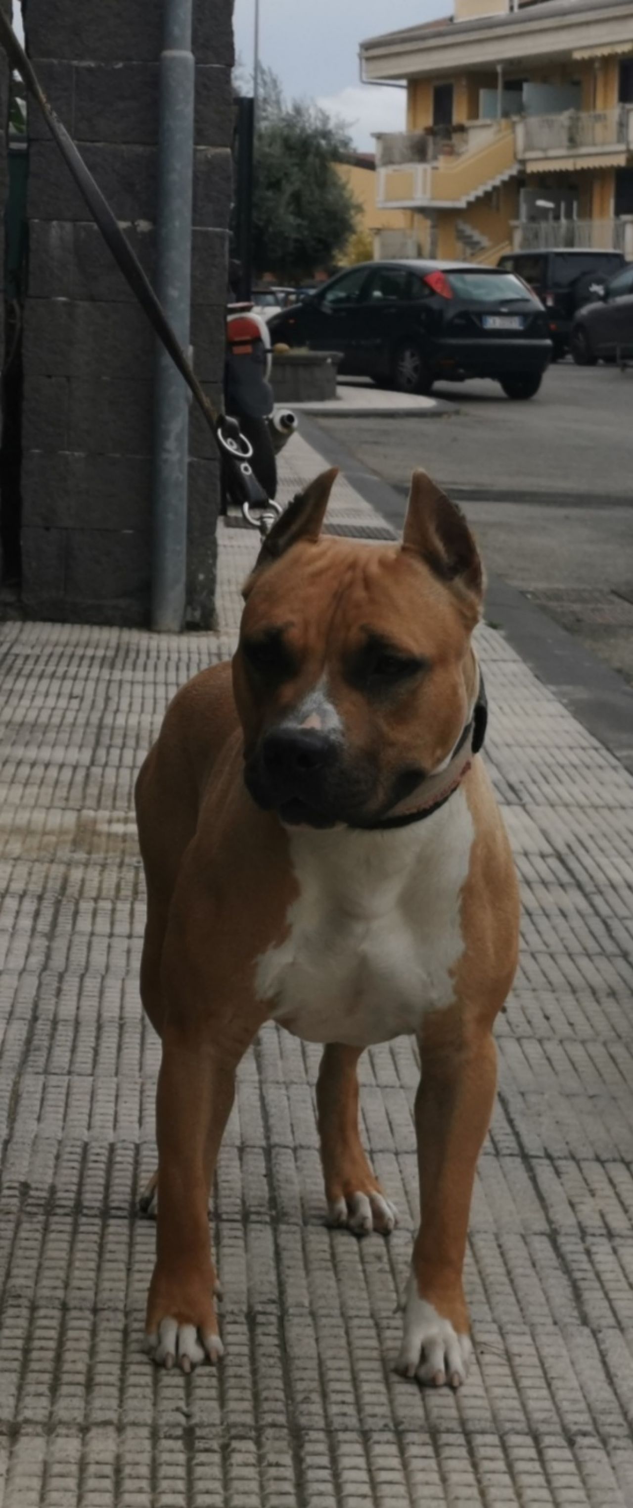 Photo of the dog