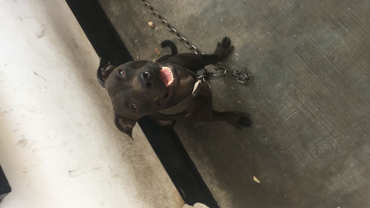 Photo of the dog