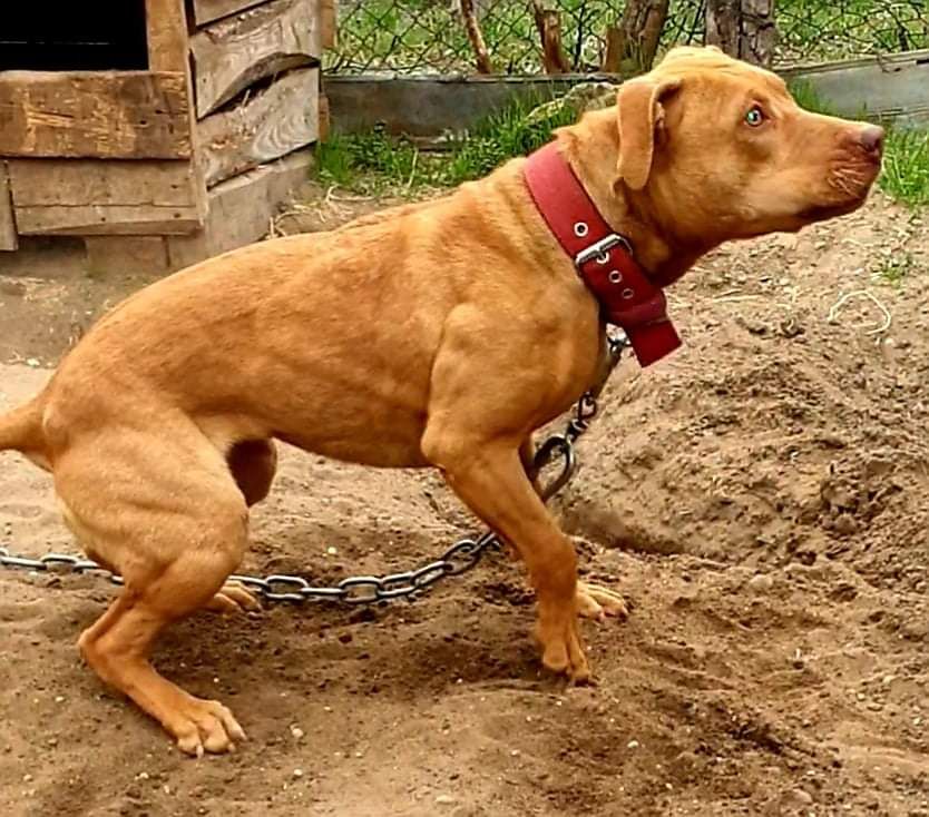 Photo of the dog