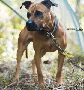 Photo of the dog
