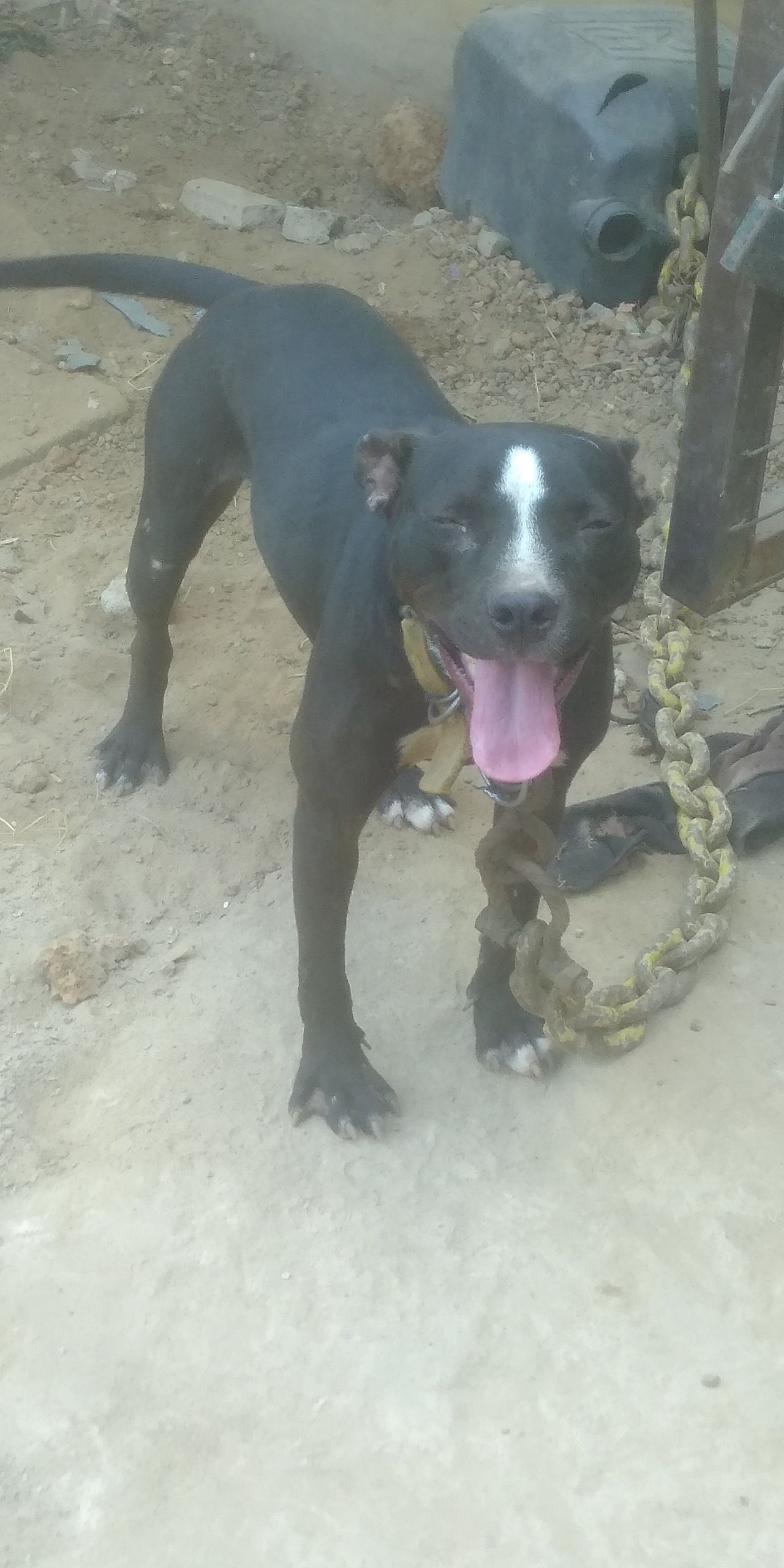 Photo of the dog