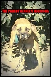Photo of the dog