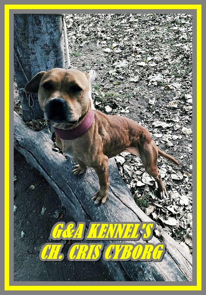 Photo of the dog