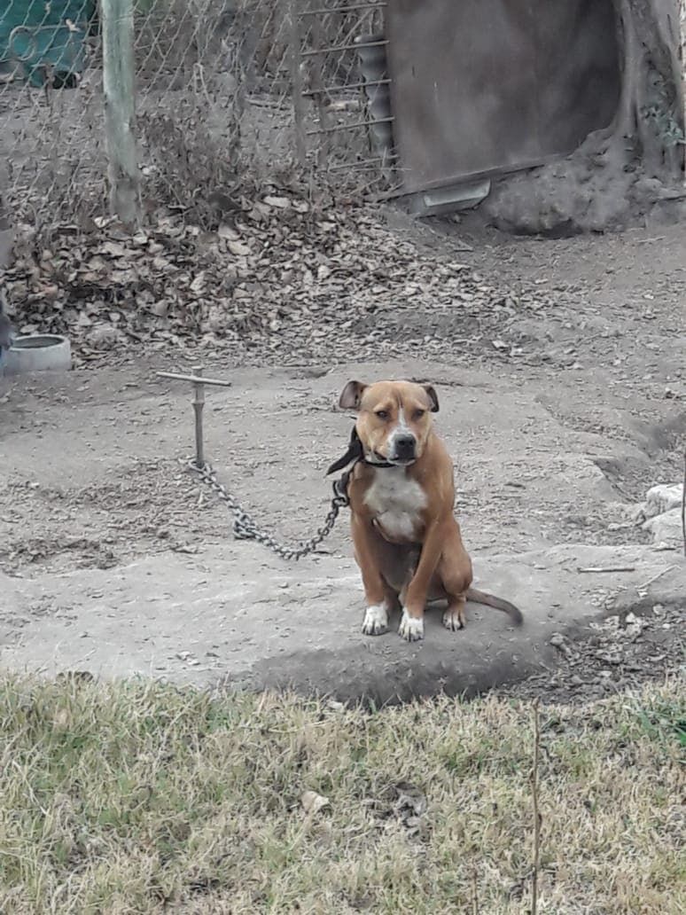 Photo of the dog