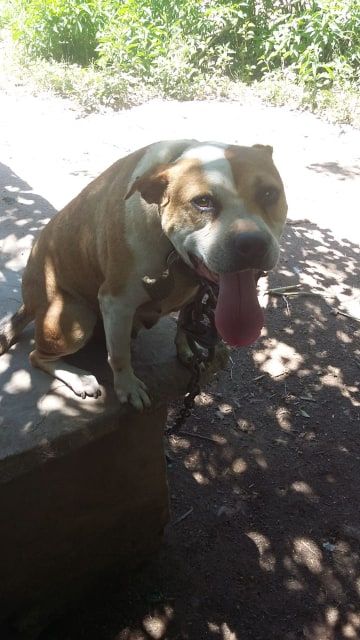 Photo of the dog