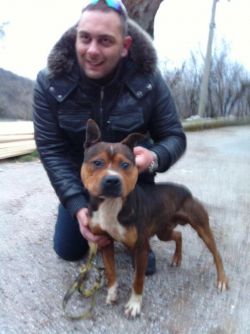 Photo of the dog